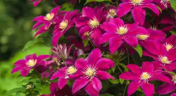Fiori di clematide viola intenso, perfetti come fiori da seminare a giugno per un'esplosione di colore estivo.