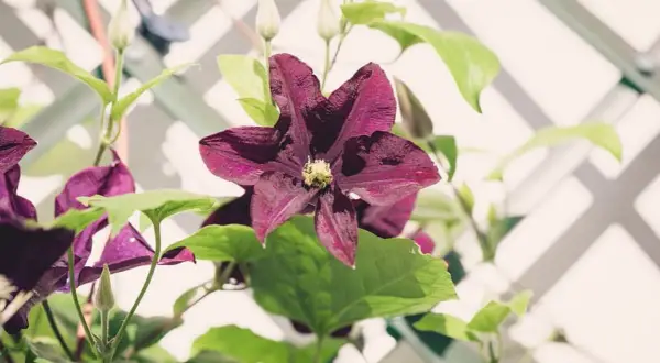 Fiori di clematide viola intenso, con boccioli e foglie verdi, si arrampicano su un traliccio bianco.
