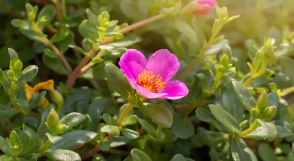 Un fiore di portulaca in vaso sul balcone, con petali rosa vivaci e centro giallo, circondato da foglie verdi succulente.
