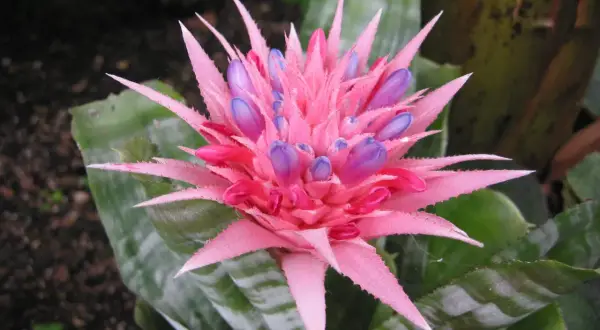 Aechmea pianta: fiore rosa acceso con boccioli viola. Cura facile per questa pianta tropicale.