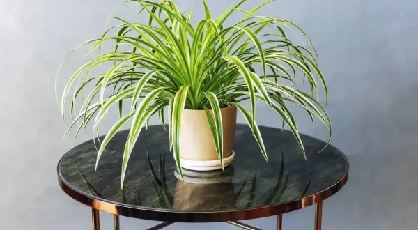 Un Chlorophytum comosum, noto anche come pianta ragno, con lunghe foglie verdi e bianche ricade da un vaso beige su un tavolino rotondo.