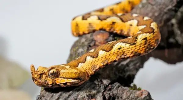 Serpente color oro con squame a rombi, testa con cornetto e occhio penetrante, appollaiata su un ramo. Un vero trifoglio velenoso.