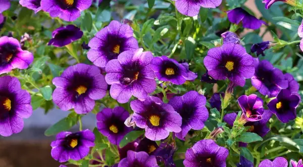 Fiori viola intenso, perfetti per creare un angolo fiorito e colorato. Queste piante da terrazzo resistenti fioriscono abbondantemente.