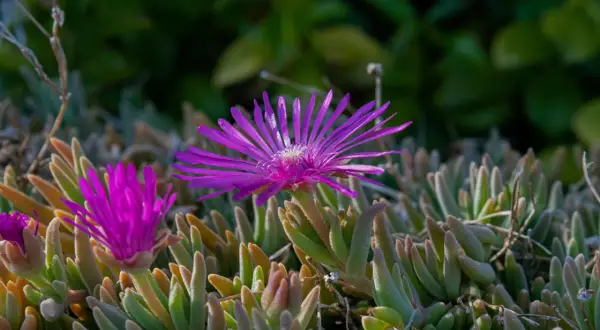 Fiori viola vibranti su una mesembriantemo pianta succulenta.