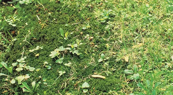 Muschio e piccole erbe infestanti nel prato, un esempio per capire come eliminare le erbe infestanti dal prato in modo naturale.