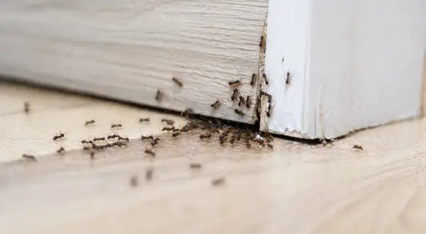 Una scia di formiche si muove lungo il battiscopa, un'invasione silenziosa che si insinua negli angoli della casa.
