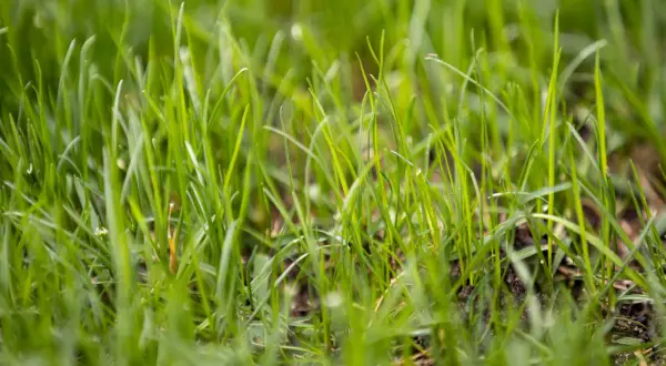 Erba verde e rigogliosa, un dettaglio delle prime fasi crescita prato.