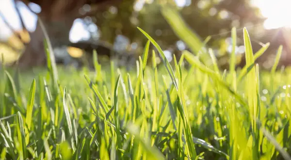 Erba verde brillante di poa pratensis illuminata dal sole, con un albero sfocato sullo sfondo.