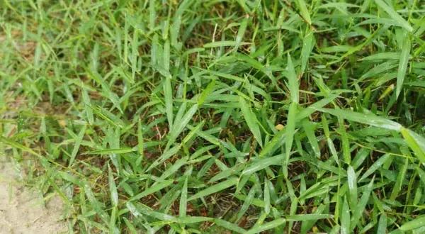 Erba verde e fitta, con foglie lunghe e appuntite, che aiuta a capire la differenza tra gramigna e gramignone.