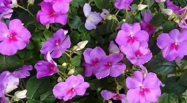 Fiori viola vivaci, con petali vellutati e un cuore fucsia, continuano la loro fioritura a settembre, illuminando il giardino con colori accesi.