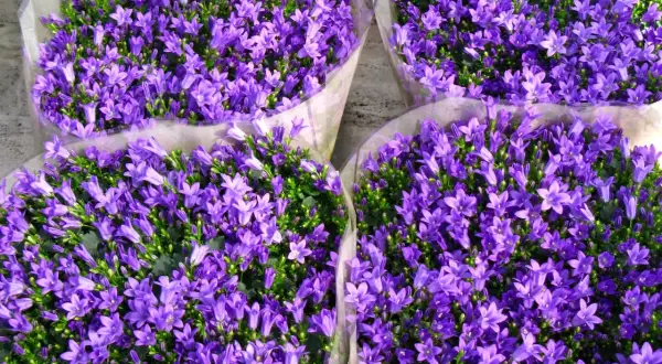 Mazzi di fiori campanelle da balcone, un tripudio di viola intenso, perfetti per colorare ogni davanzale.