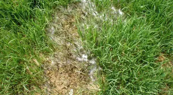 Macchie bianche e lanuginose sul prato, segno di un attacco di Pythium. L'erba circostante è sana e verde.