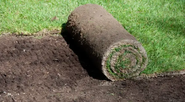 Rotolo di prato pronto per essere posato su terreno smosso. Forse gli insetti che fanno buchi nel terreno sono stati disturbati.