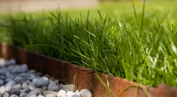 Erba verde rigogliosa, bordata da ghiaia bianca e un profilo in metallo arrugginito. Ottime festuca arundinacea opinioni per un prato resistente.