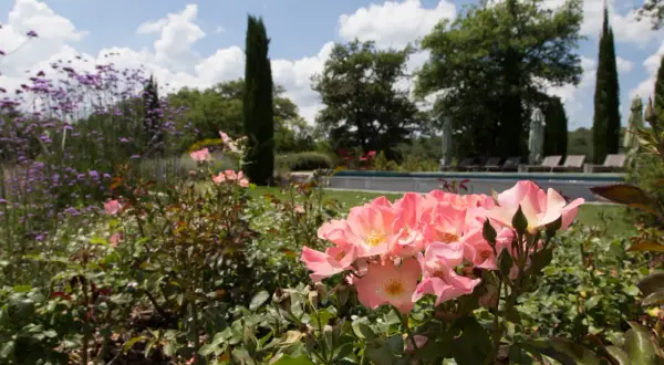 Un giardino fiorito con rose rosa in primo piano, ideale per capire come disporre le rose in giardino. Sullo sfondo, una piscina e alberi.