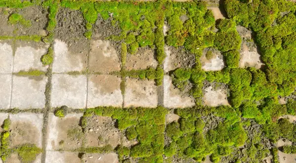 Muschio verde e rigoglioso cresce tra le fughe di piastrelle consumate. Un rimedio naturale come il bicarbonato contro muschio potrebbe essere la soluzione per ripristinare l'aspetto originale.
