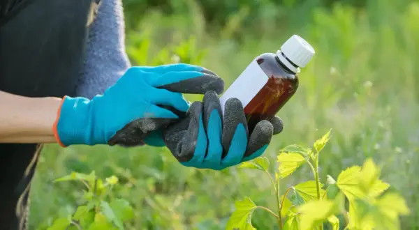 Mani guantate tengono una bottiglia di prodotto per il giardinaggio, forse per valutare la durata effetto diserbante.