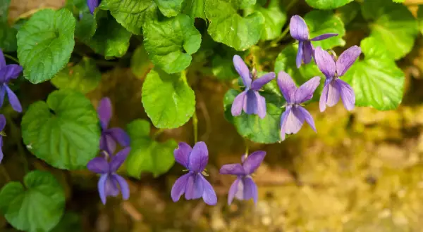Fiori di viola mammola sbocciano tra foglie verdi, un delicato profumo primaverile.