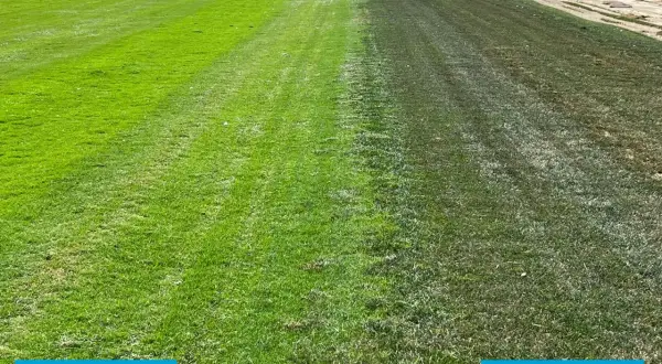 Prato diviso: a sinistra gramigna verde brillante, a destra un'area più scura con festuca e poa trivialis, forse in fase di essiccazione.