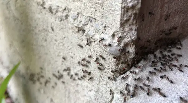Un gruppo di formiche operaie si muove su una superficie ruvida di cemento, forse in cerca di cibo o per pianificare come uccidere formica regina.