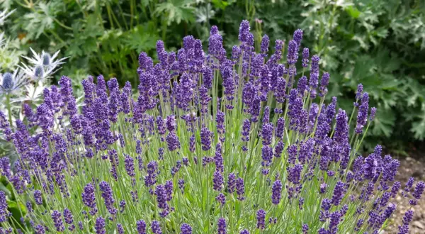 Un campo di lavanda in fiore, con i suoi profumati spighe viola che annunciano il momento ideale quando si semina la lavanda.