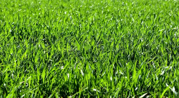 Prato verde brillante, perfetto per imparare come seminare il prato e godersi la natura.