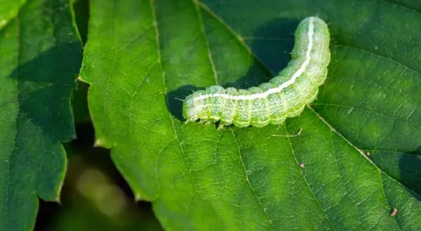 Un bruco verde, con striature bianche, si muove su una foglia verde brillante.