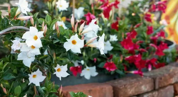 Fiori bianchi e rossi di mandevilla rampicante sbocciano rigogliosi su un muretto di mattoni, creando un angolo di giardino colorato.