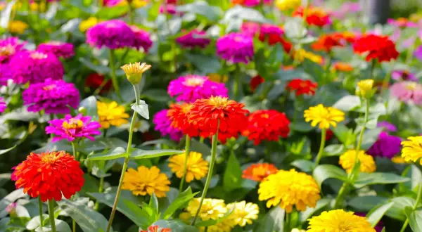 Un campo fiorito di zinnie colorate, rosse, rosa, viola e gialle. Perfette per chi vuole sapere zinnie quando seminare per un'esplosione di colore estivo.