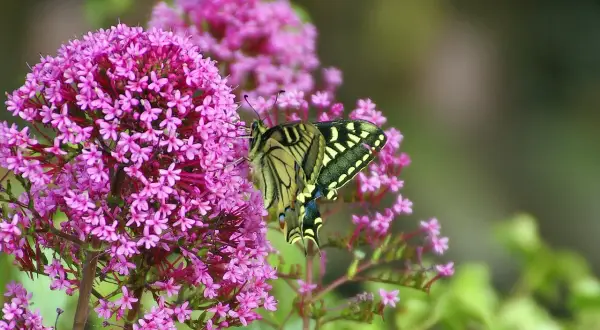 Una splendida farfalla Macaone si posa su una pianta che attira le farfalle, con i suoi fiori rosa vivaci.