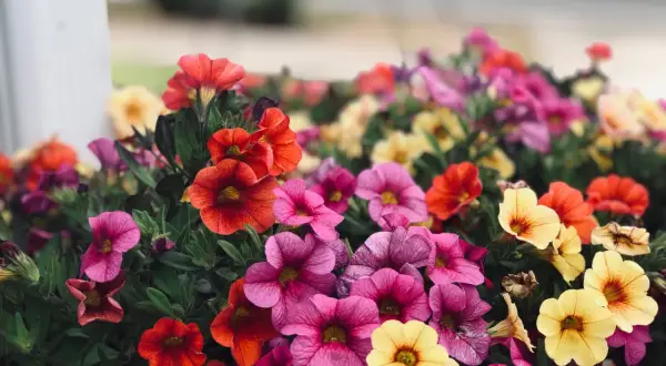 Un tripudio di fiori estivi: petunie rosa, rosse e gialle creano un tappeto colorato.