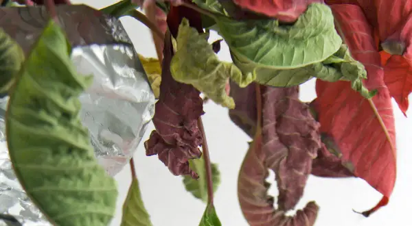 Foglie rosse e verdi accartocciate, una stella di natale sofferente che mostra i segni del tempo e della disidratazione, con riflessi metallici.