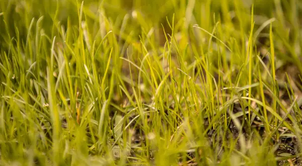 Erba giovane e verde, un invito a scoprire come rinverdire il prato per un giardino rigoglioso.