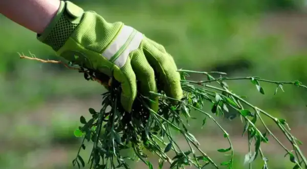 Mano con guanto verde estirpa gramigna infestante dal terreno.
