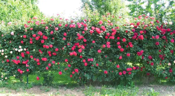 Un muro di rose rosse e rosa in piena fioritura, un bellissimo spettacolo quando si piantano le rose.