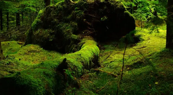 Un albero caduto, ricoperto da un soffice tappeto di muschio verde brillante, giace in una foresta lussureggiante. Il muschio crea un paesaggio quasi fiabesco.