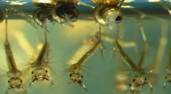 Larve di zanzara in acqua, un primo passo per capire come eliminarle.