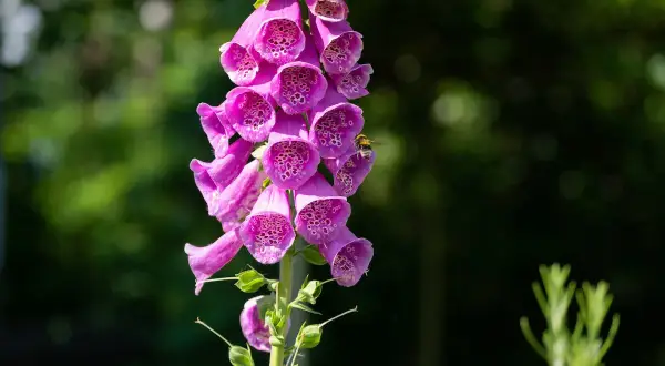 Un'ape visita un grappolo di fiori a forma di campana di una digitale, una pianta velenosa con macchie interne.