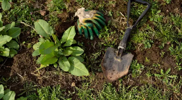 Guanti da giardinaggio e una paletta sono pronti per aiutarti a capire come eliminare le erbacce dal giardino e liberare il terreno.