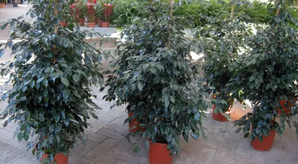 Piante in casa fanno male? Questi ficus in vaso sembrano rigogliosi, ma attenzione alle allergie.