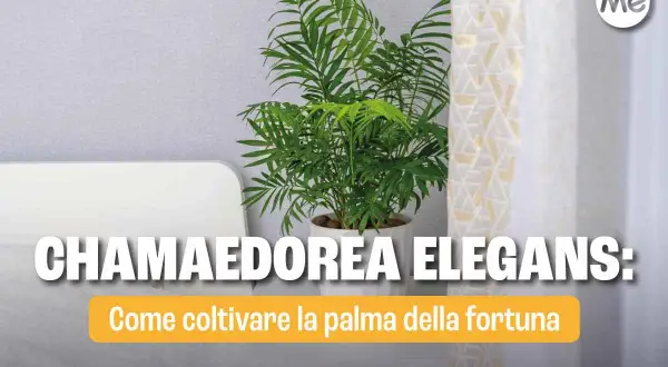 Chamaedorea elegans: consigli per la cura della palma della fortuna. Pianta da interno rigogliosa in vaso bianco.