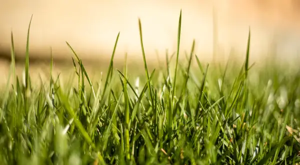 Un prato di gramigna fai da te, verde e rigoglioso, con fili d'erba che si stagliano contro uno sfondo sfocato e dorato.