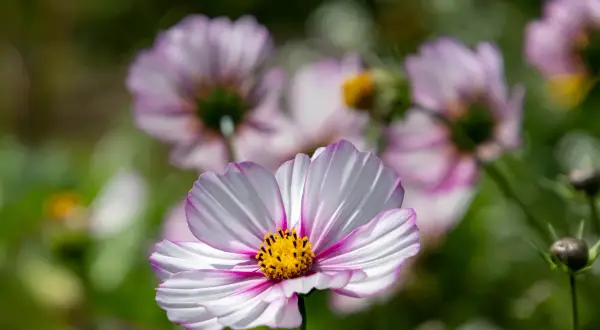 Un delicato fiore cosmos bianco e rosa con un centro giallo brillante, circondato da altri fiori sfocati e verdeggianti.