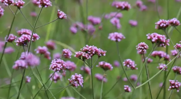 Fiori viola di piante perenni per aiuole al sole, resistenti alla poca acqua.