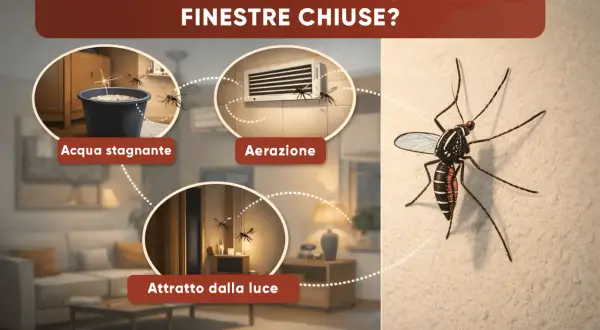 Scopri dove si nascondono le zanzare in casa: acqua stagnante, aerazione e luce sono i loro rifugi preferiti.