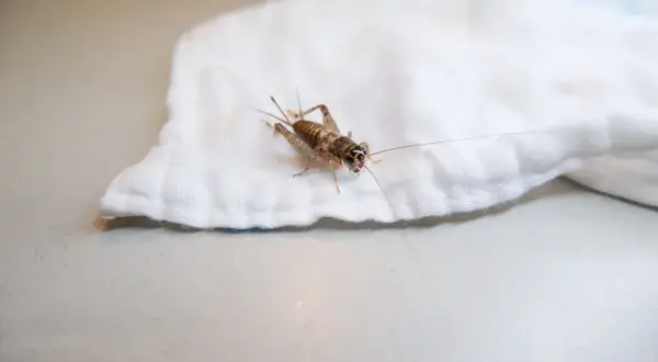 Un grillo su un panno bianco. Scopri come allontanare i grilli in modo naturale.