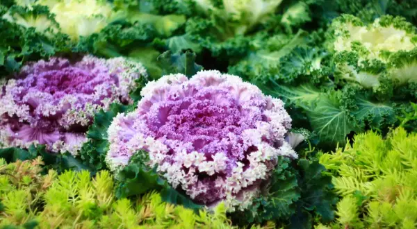 Cavolo ornamentale viola e bianco, con foglie verdi ricce e un tappeto di piccole piante verdi in primo piano.