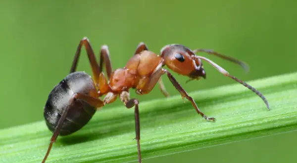 Formica rossa su filo d'erba. Impara come debellare le formiche con metodi naturali e sicuri per la tua casa.