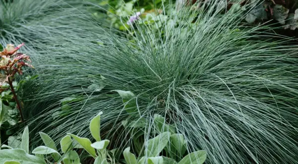 Un cespuglio di erba ornamentale bluastra, una delle piante che non necessitano di acqua, con foglie vellutate verdi in primo piano.