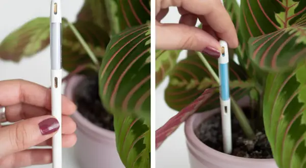 Misuratore di umidità per piante. Inserisci lo strumento nel terreno per capire come creare umidità per le piante e mantenerle sane.